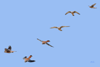 American Kestrel Hunting